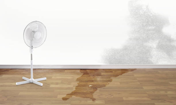 Best Mold removal after water damage  in Lake City, SC